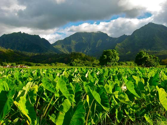 Taro field